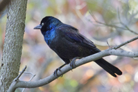 Euphagus cyanocephalus